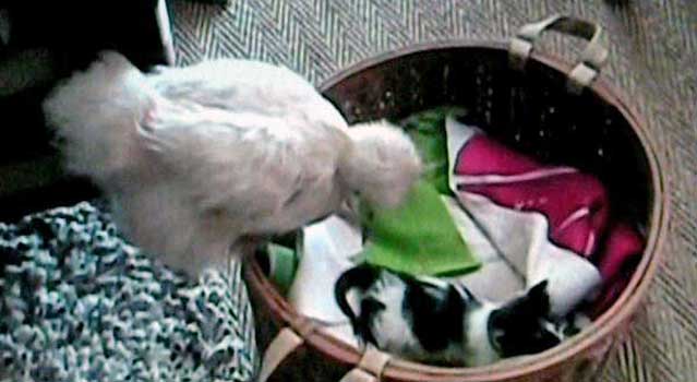 KItten Comes Home to Feather Bed