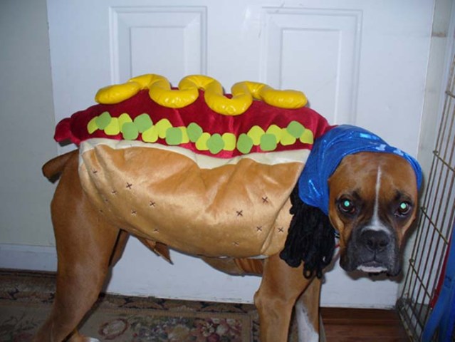 Pets in Halloween Costumes