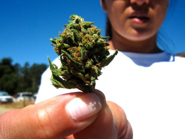 Meet the MET: Marijuana Eradication Team
