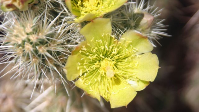 Worth the Trip: Desert Wildflowers in Full Bloom