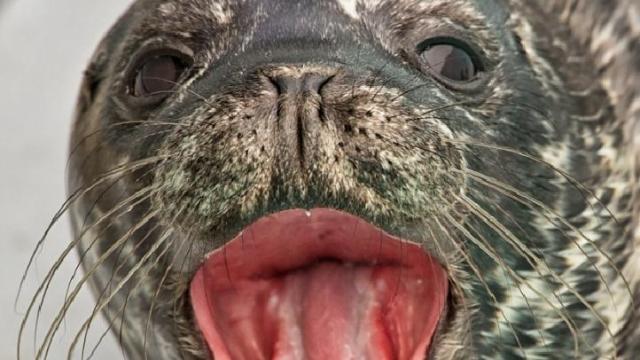 Seal Pup Makes A Splash at LBC Aquarium