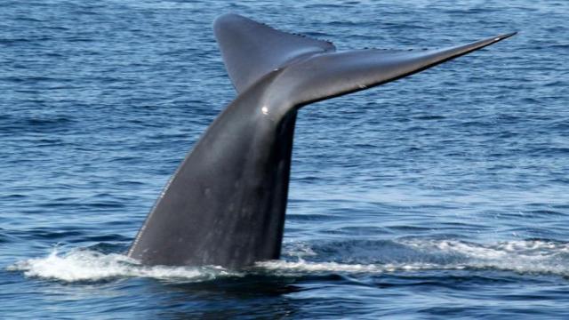 Whale Watching in Dana Point