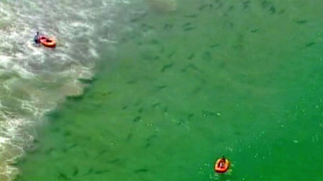 Leopard Sharks Swarm La Jolla