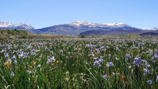 Abloom: The Wild Irises of Mono County