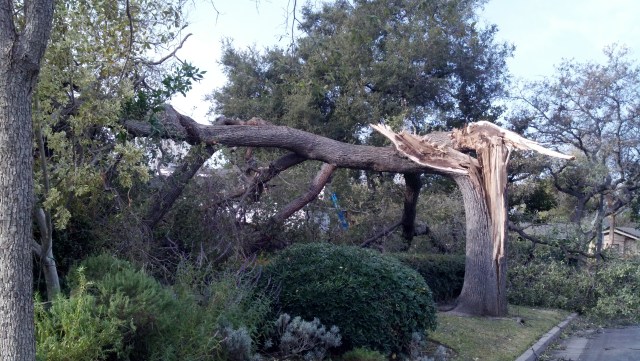 Viewer Images: Wind Damage