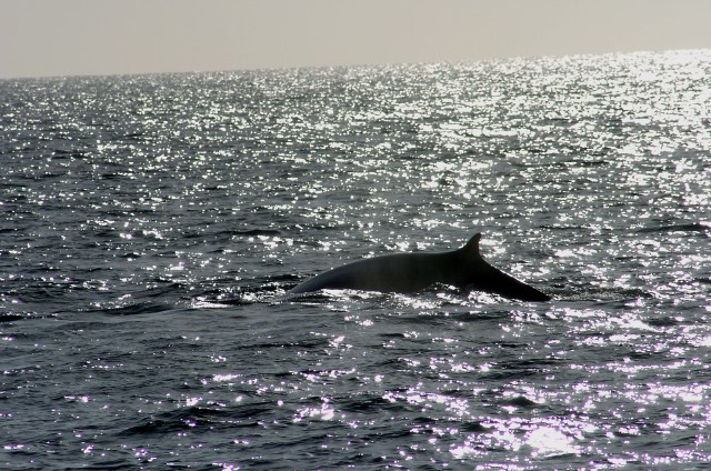 Dana Point Festival of Whales