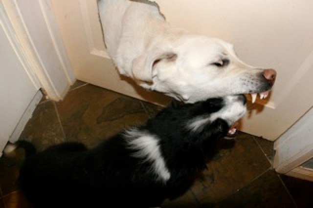 Tommy's New Best Friend