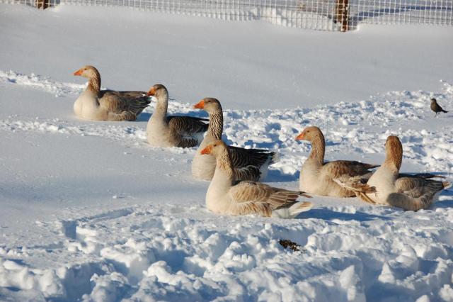 December 2008: Viewer Snow Photos