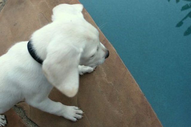 You Can Lead a Lab to Water...