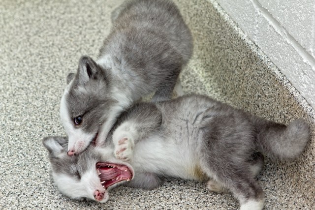 Arctic Fox Pups on Display