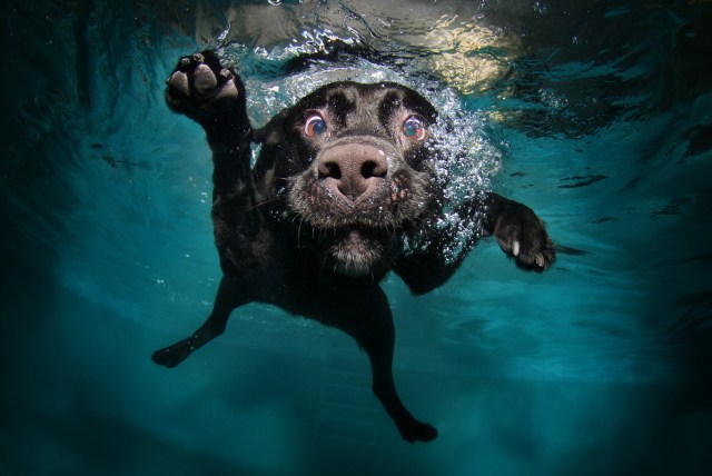 Underwater Dog Photos Make a Splash