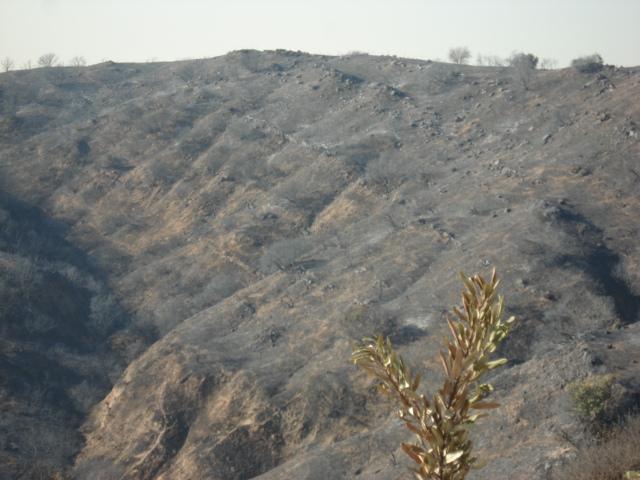 November 208: Viewer Images from SoCal Fires (Part 5)