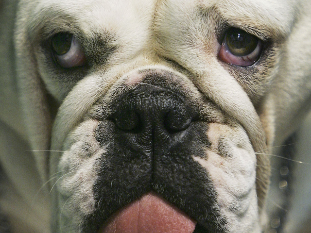 Image Gallery: LA's Most Popular Dog Breeds for 2010