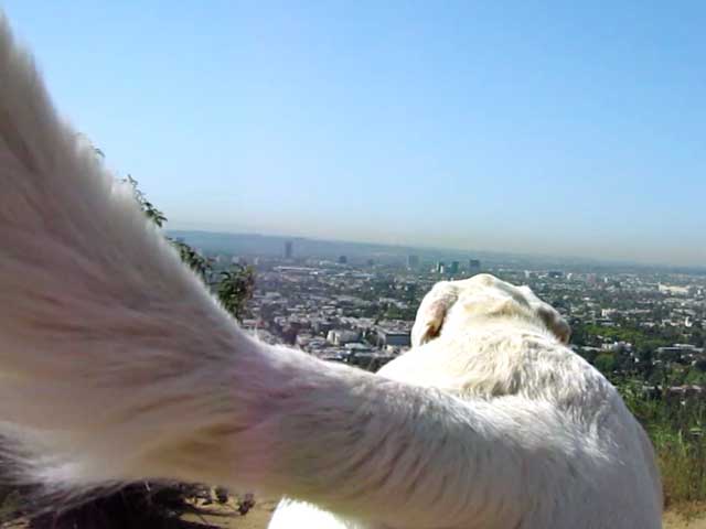 Los Angeles Dog Parks