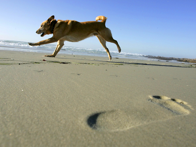 Dog Friendly Destinations