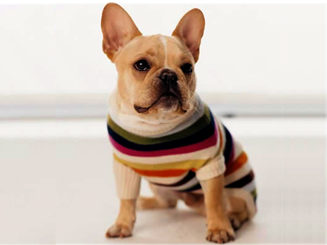 Gifts for Pets