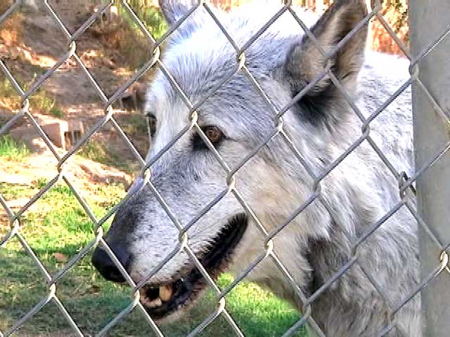 Lions, Tigers, Peacocks Evacuated From Sanctuary