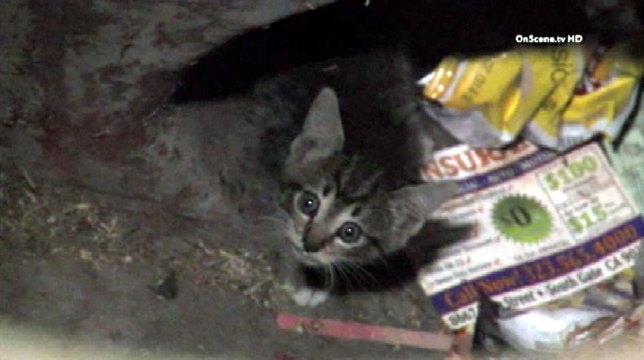 Los Angeles firefighters followed the meows of a distressed kitten to a storm drain. After coaxing the kitten out of the litter-cluttered drain, the kitten was carried by the scruff of the neck to a nearby patrol car. Credit: OnScene Video