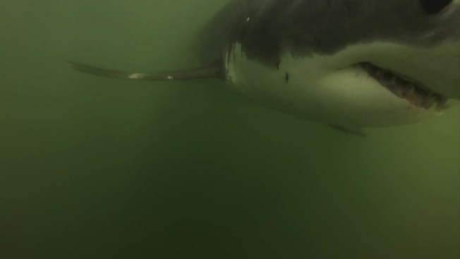 Shark advisory signs posted after juvenile sharks spotted near Long Beach