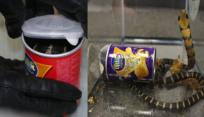 Man accused of smuggling king cobras in potato chip cans