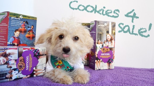 Not so sweet: Girl Scout cookie cash boxes stolen