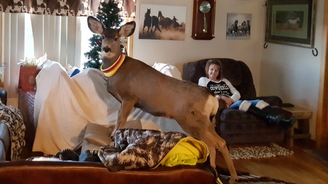 http://media.nbclosangeles.com/images/653*367/pet-deer-killed-010517.jpg