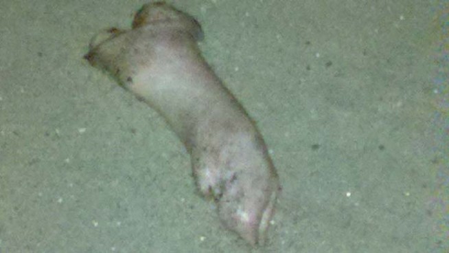 Authorities are investigating who dropped pig legs at the future site of the Al-Nur Islamic Center in Ontario. A local chapter of the Council on American-Islamic Relations has urged the government to probe the incident as a hate crime. Craig Fiegener reports for the NBC4 News at 6 p.m. on Aug. 10, 2012.