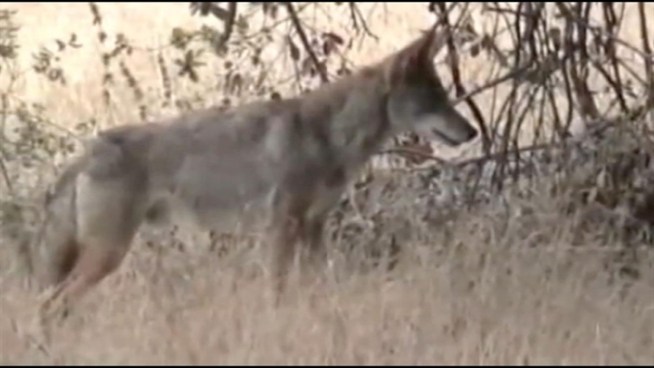 A coyote barks at a mountain lion near a popular hiking trail.