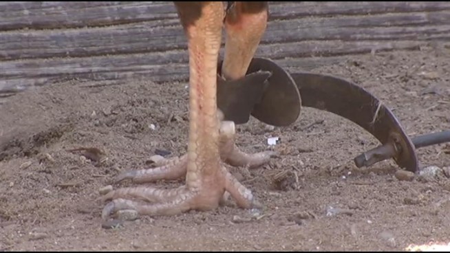 Authorities say they have shut down one of the biggest illegal cockfighting operations ever in Southern California. The location -- which was busted four years ago -- was about the size of a farm and about 1,000 birds were involved, authorities say. Ted Chen reports from Ontario for the NBC4 News at 5 p.m. on August 13, 2012.