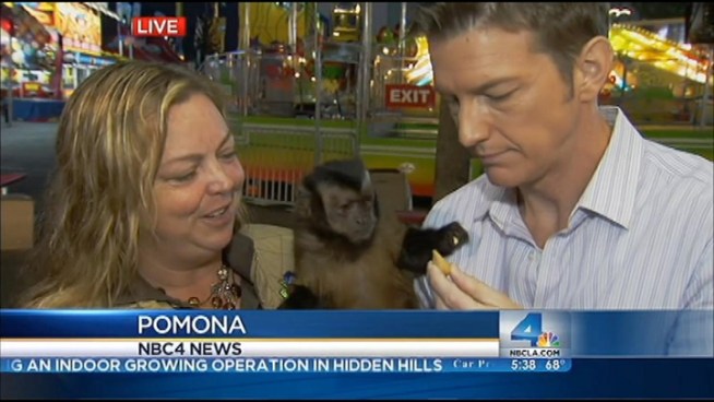 NBC4's Sean Murphy spent some time with LA County Fair's, Mojo Jojo the Monkey during the 