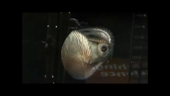 The foot-long argonaut, known as a paper nautilus, is on display at the Cabrillo Marine Aquarium at Cabrillo Beach.