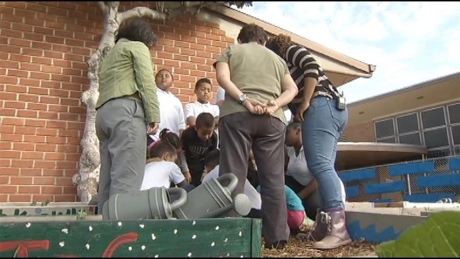 Thanks to urban gardens, the students' community has the chance to take charge of its health. Inglewood has for years been considered a food desert, or a city with little or no access to grocery stores that offer fresh, affordable, healthy foods. And that's a disappointment that's lead to action. John Cadiz Klemack reports for the NBC4 News at 11 p.m. on Nov. 20, 2012.