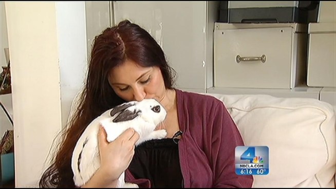 A bunny named Maybelline was left behind by a seller during an NBC4 Get Garcia investigation into illegal animal sales in the Fashion District. The rabbit rescue group, Bunny World Foundation, rehabbed the once tiny bunny back to good health and now she's ready for a real home. Ana Garcia reports for the NBC4 News at 6 p.m. on Dec. 5, 2012.