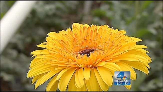 California floral farms are on a mission to get designers of flower-covered Rose Parade floats to use blossoms grown in-state instead of blooms from South America. Cal Poly San Luis Obisbo and the city of South Pasadena have heeded the call; they're using daisies grown in Oxnard for their floats. Ted Chen reports for the NBC4 News at 6 p.m. on Dec. 22, 2012.