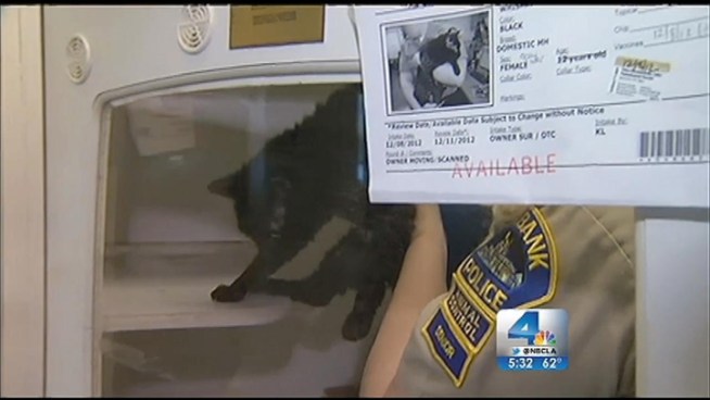 The mother of one of the Sandy Hook victims recently made headlines when she said it was tougher for her to adopt a kitten than buy a gun. In California, buyers must go through screening processes for both. Lolita Lopez reports from Burbank for the NBC4 News at 5 p.m. on Jan. 16, 2013.