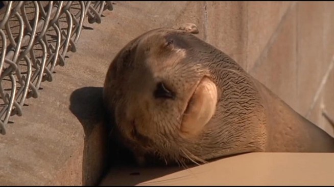 More than 90 malnourished and dehydrated sea lion pups have been brought to the Marine Mammal Care Center in San Pedro, far more than normal for this time of year. Raw video of the sea lions from Feb. 11, 2013.