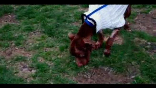 Left for dead in a garbage chute, Patrick the dog is the inspiration for a new law.