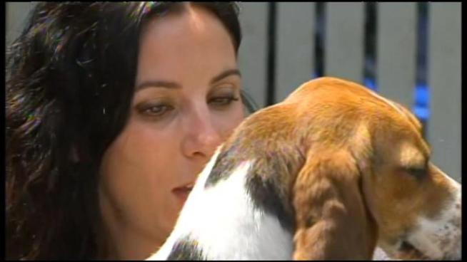 The Beagle Freedom group received the beagles from a lab and now has them in training to become family pets.
