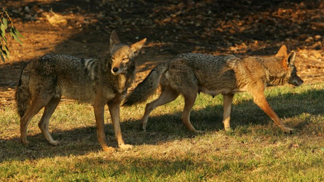A large crowd is expected at the Huntington Beach City Council meeting Monday to discuss a proposal to trap and kill coyotes. NBC4's Antonio Castelan reports for Today in LA on Nov. 29, 2012.