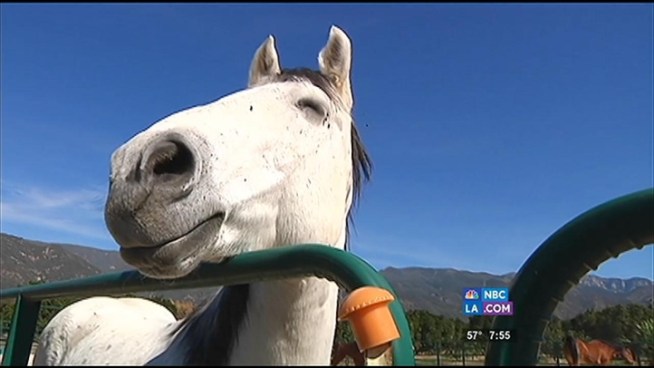 Colleen Williams shows us how war veterans with PTSD can heal through the H.O.P.E. for Warriors Equine Therapy program.