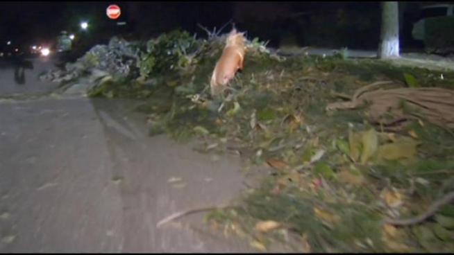 Crews are working hard to clean up all of the downed trees and other debris left behind by this week's vicious wind storm.