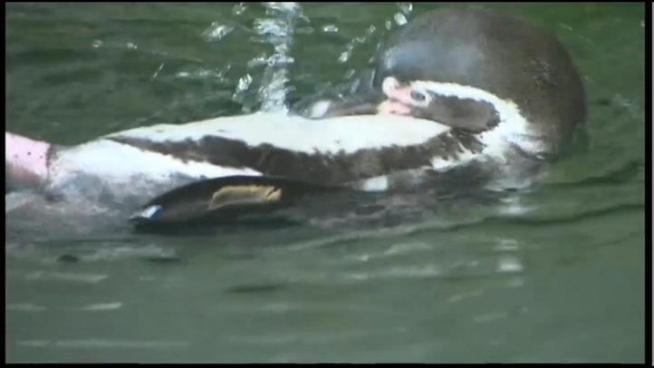 A Santa Barbara Zoo penguin born with a bad foot is 