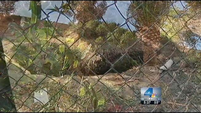 A local nonprofit slapped with a $450,000 lawsuit for removing palm trees from an LA freeway won't have to pay a cent in damages, leaving taxpayers to foot the bill for damages caused by the removal. Joel Grover reports.