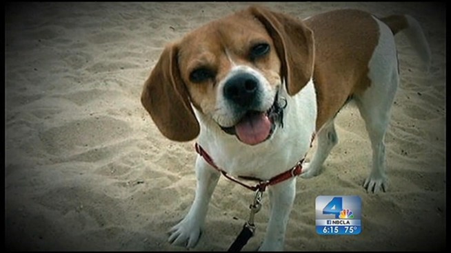 A cute dog is at the center of an ugly and expensive legal battle involving a New York man and his ex-girlfriend, who moved to California with the dog after the two split last year. Cary Berglund reports for NBC4 News at 6 p.m. on May 15, 2012.