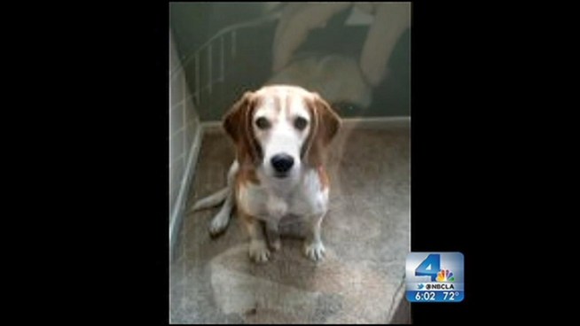 A beagle named Gadget went missing and its owners have enlisted the help of pet detectives raised $2,500 to find him. Michelle Valles reports for the NBC4 News at 6 p.m. on June 3, 2012.