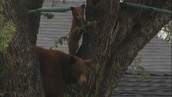 A big mother bear and two cute cubs spent the day in Altadena. Wildlife officials decided to let them head for the hills at their own pace. Conan Nolan reports for the NBC4 News at 5 p.m. on May 3, 2012.