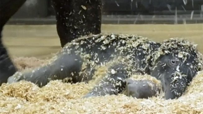 The Oregon Zoo's new Asian elephant calf plays in wood shavings with her mom, Rose-Tu. The female calf was born at 2:17 a.m. on Nov. 30 and weighed 300 pounds.
