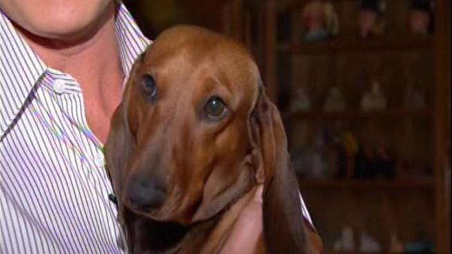 A Dachshund from Woodland Hills is heading to New York to compete in the prestigious Westminster Kennel Club Annual Dog Show.