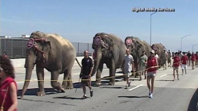 Animal rights groups are up in arms after an animal activist reported seeing a Ringling Bros. and Barnum & Bailey Circus elephant collapse while being loaded into a rail boxcar following following Sunday night's finale at the Honda Center in Anaheim.