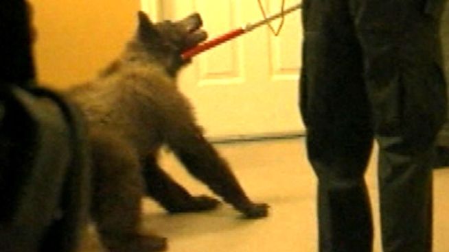 A black bear interrupts a middle school graduation – before getting the shock of its life.